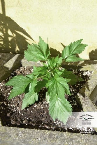 Auto Duck from Dutch Passion Seeds