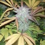 Auto Gorilla OG from Short Stuff Seeds