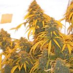 showing Piney – Auto-Flowering – Super Strength – image 2 – Seed City