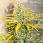 Auto Gorilla OG by Short Stuff Seeds – High Yielding – Super Strength – Piney – image 3 – Seed City