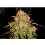Auto Jedi Kush by Short Stuff Seeds – Primært Indica – Afslappende – God til udendørs dyrkning – billede 2 – Seed City