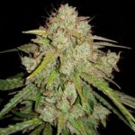 Auto Jedi Kush fra Short Stuff Seeds