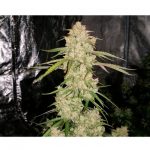 viser Female seeds – Kaffe – Afslapning – billede 3 – Seed City