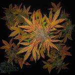 Auto Pink Grapefruit by Short Stuff Seeds – Narcotic – Feminized – Citrus – image 3 – Seed City