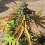 Auto Pink Grapefruit by Short Stuff Seeds – 50% Indica/50% Sativa – Auto-Flowering – Citrus – image 4 – Seed City