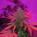 Citrus – Narcotic – Auto-Flowering – Auto Pink Grapefruit strain – image 5 – from Short Stuff Seeds via Seed City