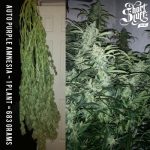 Auto Purple Amnesia cannabis seeds – Creative – Super Strength – Auto-Flowering – image 2 from Seed City
