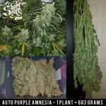 Auto Purple Amnesia by Short Stuff Seeds – Peppery – Short (up to 80cm) – Creative – image 4 – Seed City