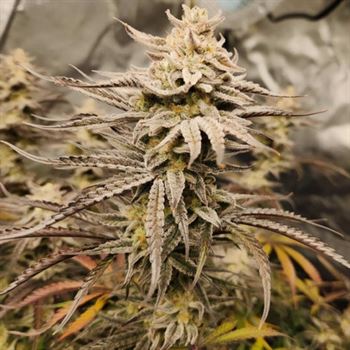 Queens Banner Auto cannabis seeds – Guaranteed female plants – Sativa-leaning – Indoor-friendly – image 2 from Seed City