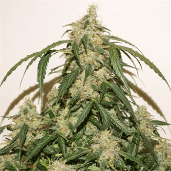 Auto Skywalker Haze cannabis seeds – Indoor – Auto-Flowering – Citrus – image 2 from Seed City