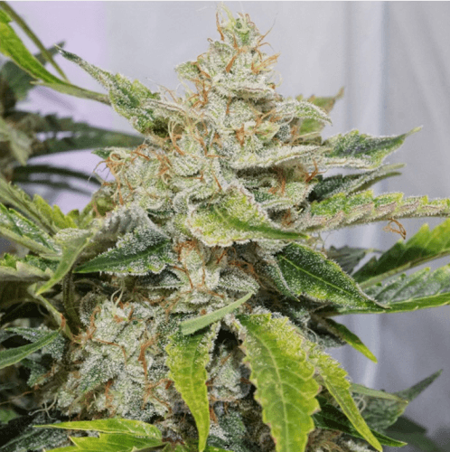 Auto Skywalker Haze by Dutch Passion Seeds – Auto-Flowering – Indoor – Feminized – image 4 – Seed City