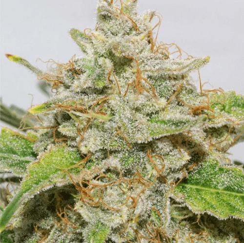 Auto Skywalker Haze from Dutch Passion Seeds