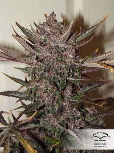 Image 3 of AutoBlackberry Kush cannabis by Dutch Passion Seeds – Fruity – Body Stone – Indoor – Seed City