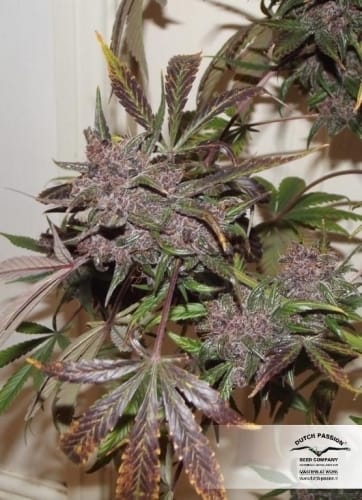 AutoBlackberry Kush by Dutch Passion Seeds – Auto-Flowering – Body Stone – Indoor – image 2 – Seed City