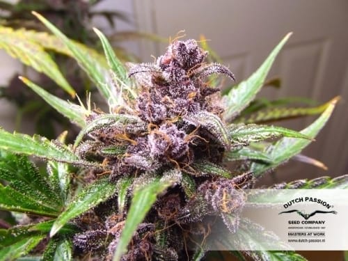 AutoBlackberry Kush from Dutch Passion Seeds