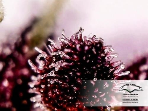 showing Indica Dominant – Auto-Flowering – Fruity – image 4 – Seed City