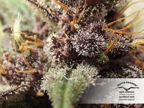 AutoBlackberry Kush cannabis seeds – Fruity – Feminized – Auto-Flowering – image 5 from Seed City