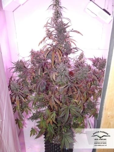AutoBlackberry Kush by Dutch Passion Seeds – Body Stone – Fruity – Indica Dominant – image 6 – Seed City