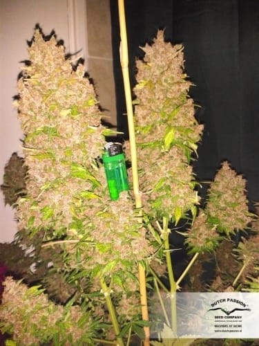 AutoBlackberry Kush from Dutch Passion Seeds