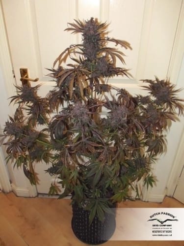 showing Feminized – Auto-Flowering – Indica Dominant – image 8 – Seed City