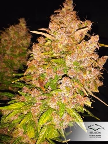 AutoBlackberry Kush cannabis seeds – Body Stone – Auto-Flowering – Fruity – image 9 from Seed City