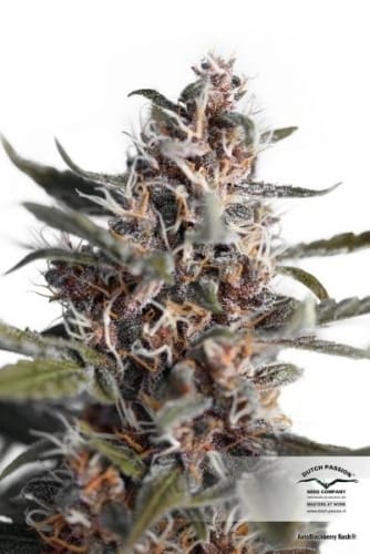 AutoBlackberry Kush cannabis seeds – Indoor – Fruity – Auto-Flowering – image 10 from Seed City
