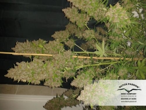 AutoBlackberry Kush by Dutch Passion Seeds – Indoor – Body Stone – Indica Dominant – image 11 – Seed City