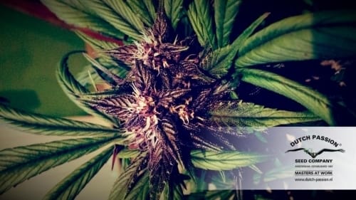 Auto-Flowering – Indoor – Feminized – AutoBlackberry Kush strain – image 12 – from Dutch Passion Seeds via Seed City