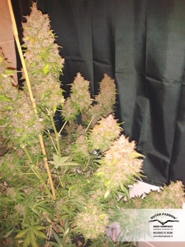 AutoBlackberry Kush from Dutch Passion Seeds