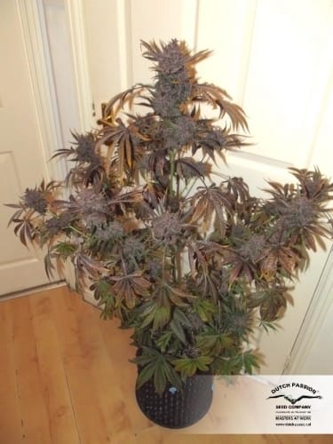 showing Indoor – Fruity – Indica Dominant – image 13 – Seed City