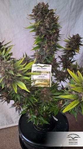 AutoBlackberry Kush by Dutch Passion Seeds – Body Stone – Indoor – Fruity – image 15 – Seed City