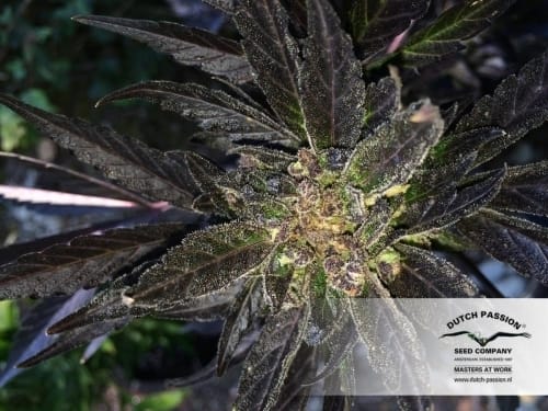 Image 16 of AutoBlackberry Kush cannabis by Dutch Passion Seeds – Indica Dominant – Auto-Flowering – Fruity – Seed City