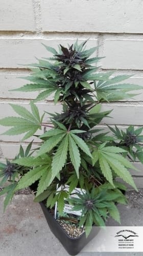AutoBlackberry Kush from Dutch Passion Seeds