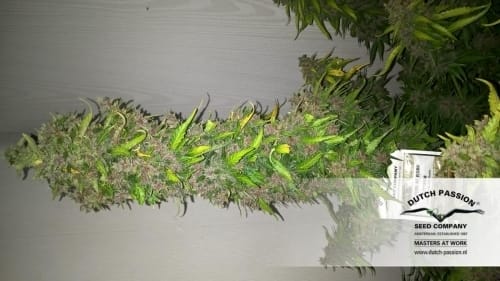 showing Auto-Flowering – Feminized – Fruity – image 17 – Seed City