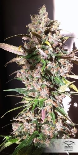 AutoBlackberry Kush by Dutch Passion Seeds – Indoor – Feminized – Body Stone – image 18 – Seed City