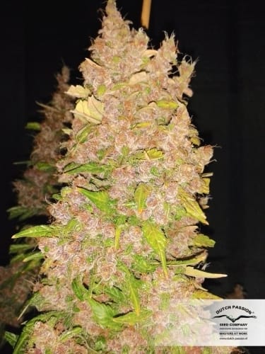 Body Stone – Feminized – Auto-Flowering – AutoBlackberry Kush strain – image 19 – from Dutch Passion Seeds via Seed City