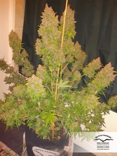 AutoBlackberry Kush from Dutch Passion Seeds
