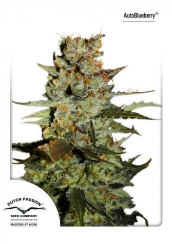Auto Blueberry by Dutch Passion Seeds – Indoor-friendly – Indica Dominant – Auto-Flowering – image 2 – Seed City
