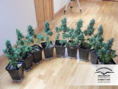 Indica Dominant – Indoor-friendly – Feminized – Auto Blueberry strain – image 3 – from Dutch Passion Seeds via Seed City