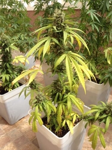 Auto Blueberry cannabis seeds – Indica Dominant – Feminized – Auto-Flowering – image 4 from Seed City