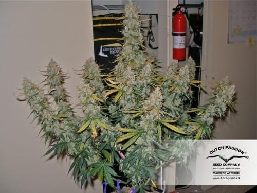 Auto Blueberry by Dutch Passion Seeds – Indica Dominant – Indoor-friendly – Feminized – image 5 – Seed City