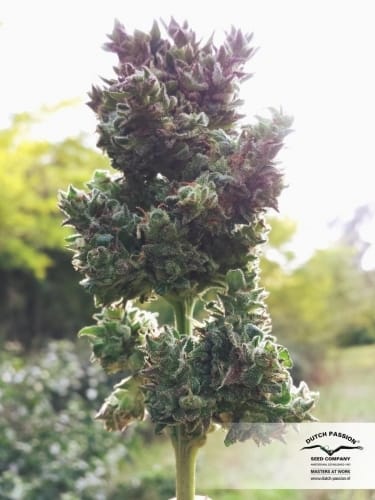 Auto Blueberry cannabis seeds – Indica Dominant – Feminized – Indoor-friendly – image 6 from Seed City