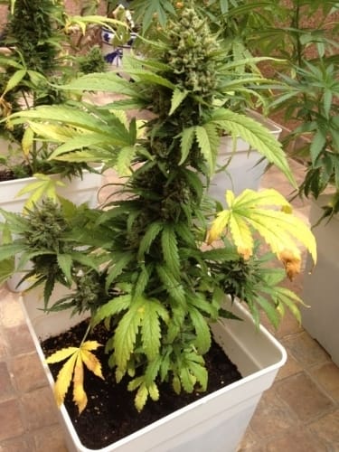 showing Auto-Flowering – Feminized – Indica Dominant – image 7 – Seed City