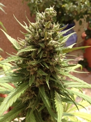 Auto Blueberry cannabis seeds – Indoor-friendly – Indica Dominant – Auto-Flowering – image 8 from Seed City