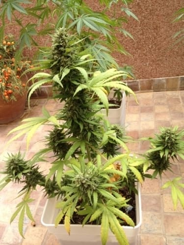 Indica Dominant – Auto-Flowering – Feminized – Auto Blueberry strain – image 9 – from Dutch Passion Seeds via Seed City