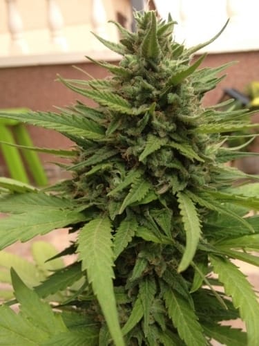Auto Blueberry cannabis seeds – Indoor-friendly – Feminized – Auto-Flowering – image 10 from Seed City