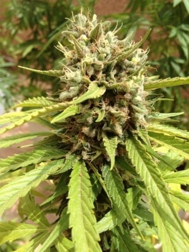 Auto Blueberry by Dutch Passion Seeds – Indoor-friendly – Indica Dominant – Feminized – image 11 – Seed City