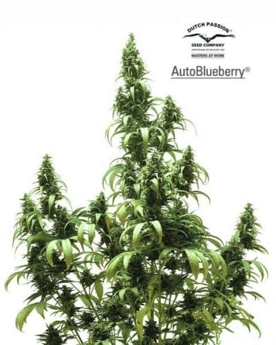 Auto Blueberry cannabis seeds – Auto-Flowering – Indica Dominant – Feminized – image 12 from Seed City