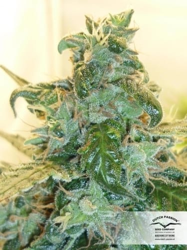 Image 13 of Auto Blueberry cannabis by Dutch Passion Seeds – Indica Dominant – Indoor-friendly – Feminized – Seed City