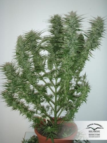 showing Auto-Flowering – Feminized – Indoor-friendly – image 14 – Seed City